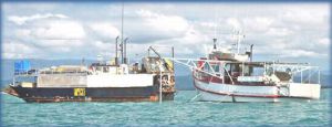 Report blows whistle on overfishing